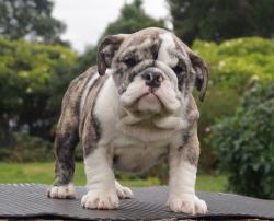 Cachorros de Bulldog Ingles para la venta 100 % registrados, excelente pedigree para la venta.

            


            